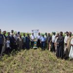 الممارسات الزراعية الجيدة فى إنتاج محاصيل العلف الصيفية