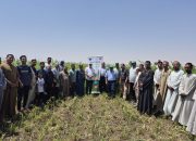 الممارسات الزراعية الجيدة فى إنتاج محاصيل العلف الصيفية