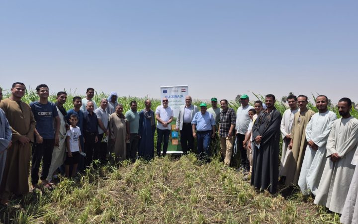 الممارسات الزراعية الجيدة فى إنتاج محاصيل العلف الصيفية