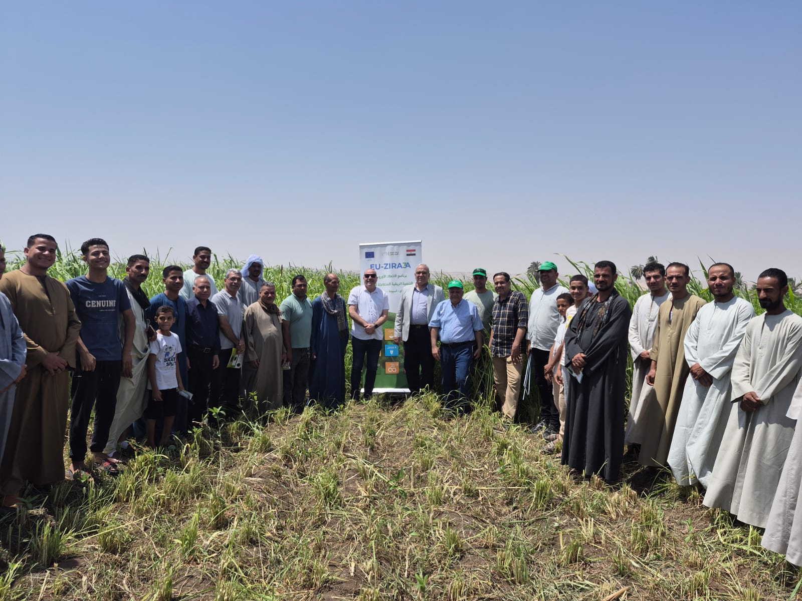 الممارسات الزراعية الجيدة فى إنتاج محاصيل العلف الصيفية