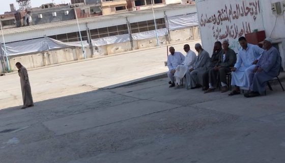 تقاوي بطاطس العروة الصيفية