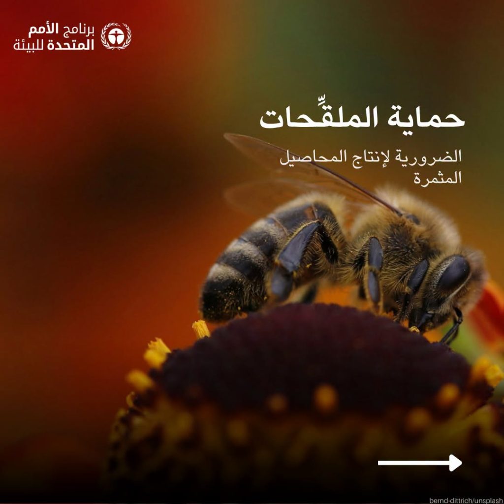 7 طرق لمكافحة التصحر والجفاف أوصى بها برنامج الأمم المتحدة للبيئة 16 طرق لمكافحة التصحر والجفاف