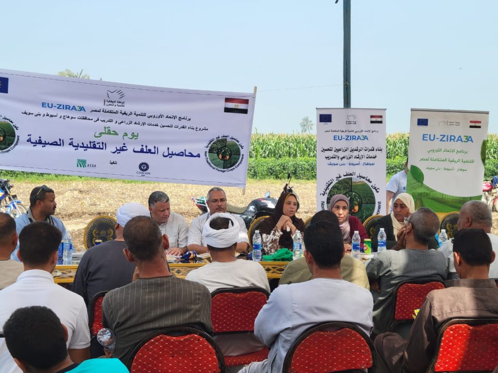 محاصيل العلف الصيفية