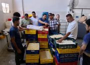 ضبط مصنع جبنة موتزاريلا داخل حظيرة مواشي بالفيوم