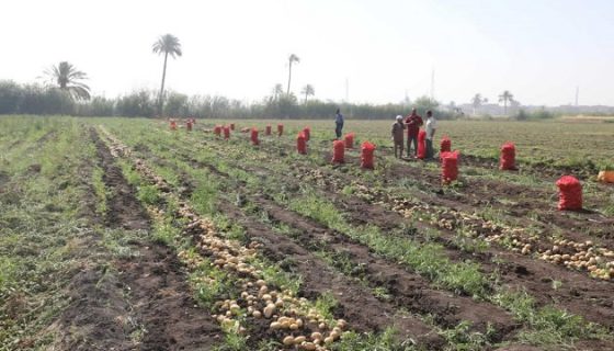 موسم زراعة البطاطس