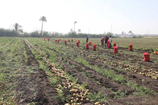 موسم زراعة البطاطس