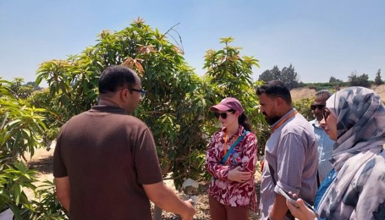 المانجو والموالح والبلوبيري تقترب من دخول السوق الأمريكي