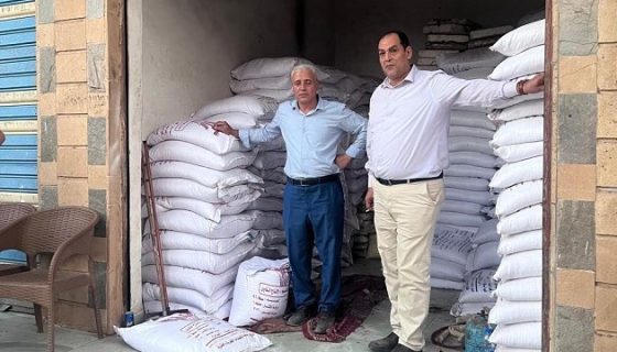 تقاوي قمح مغشوشة