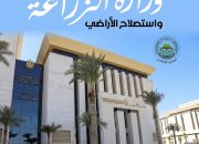 ليمون مصر 25