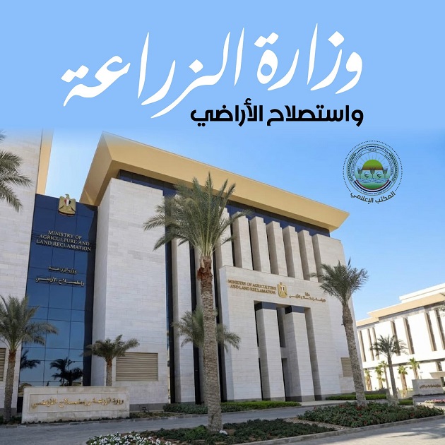 ليمون مصر 25