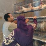الفاو
