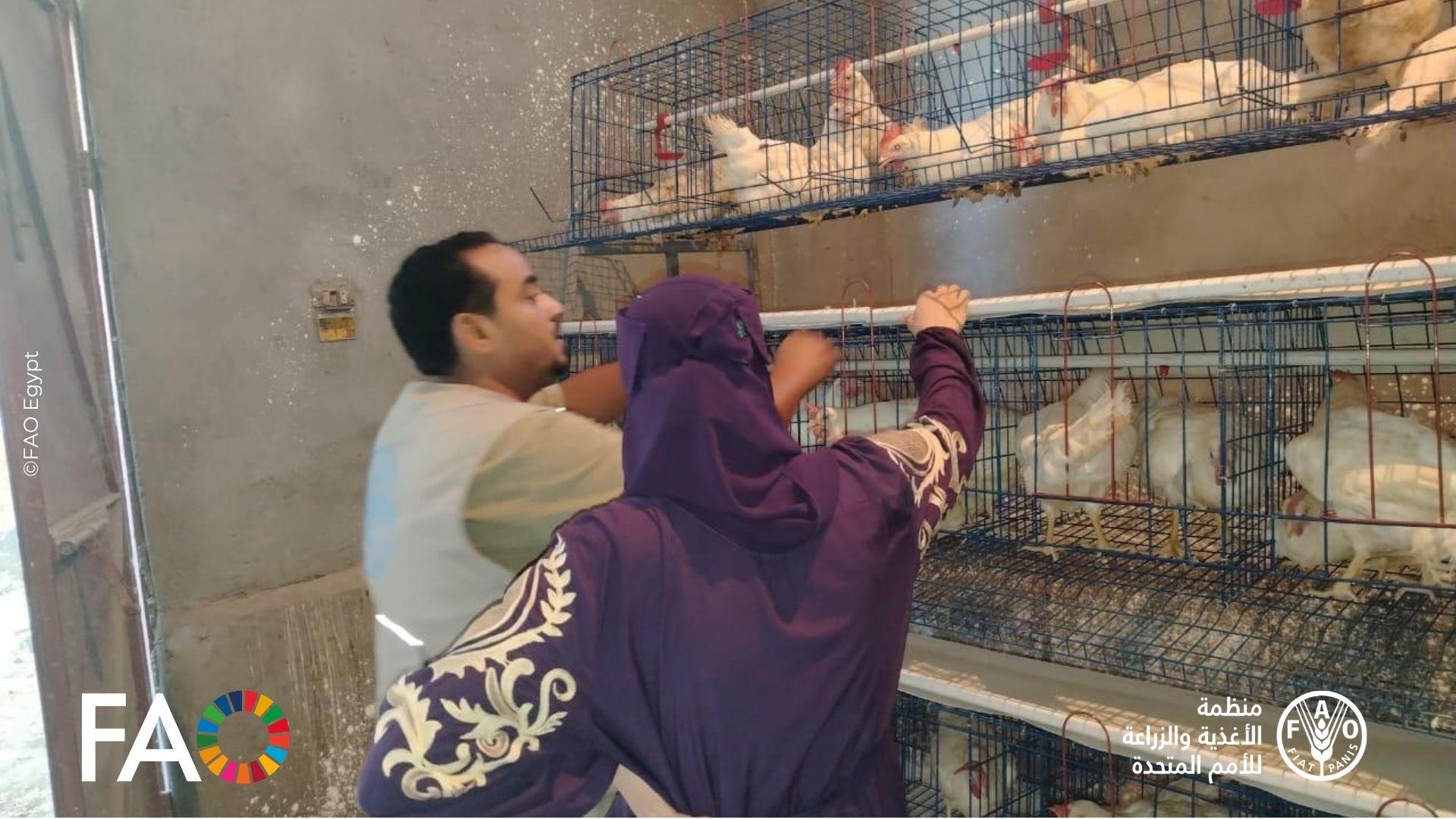 الفاو