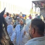 ترقيم خيول الأهرامات