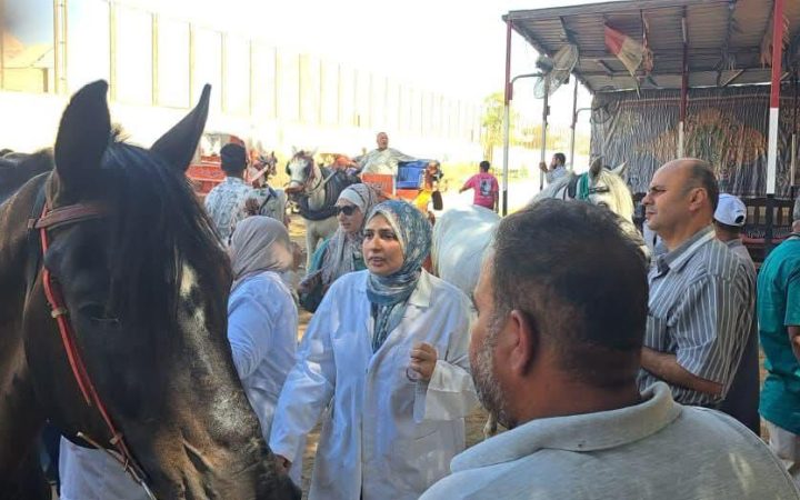 ترقيم خيول الأهرامات