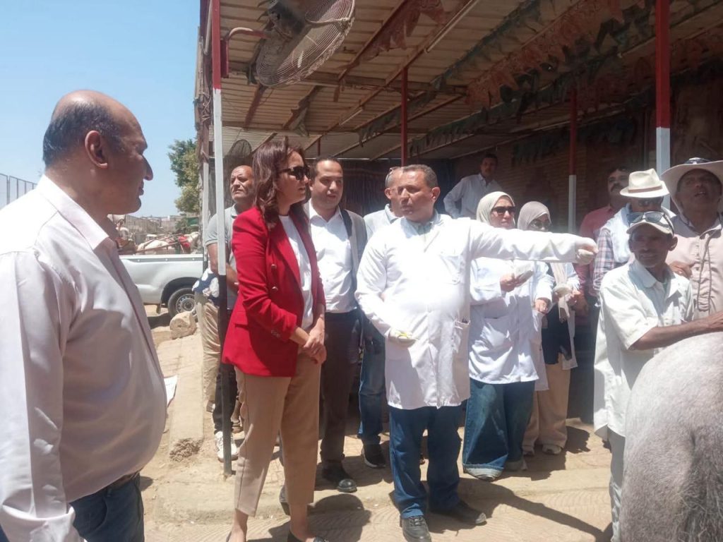 ترقيم خيول الأهرامات
