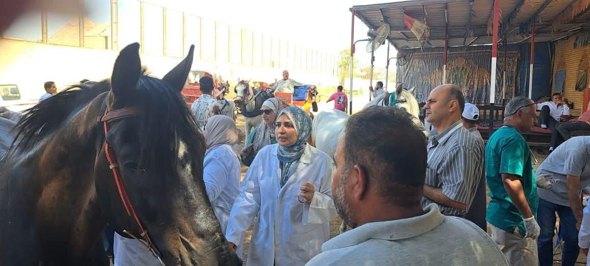 ترقيم خيول الأهرامات