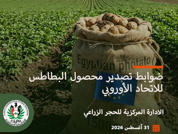 ضوابط تصدير البطاطس
