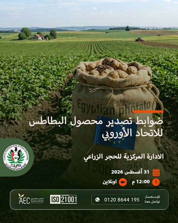 ضوابط تصدير البطاطس