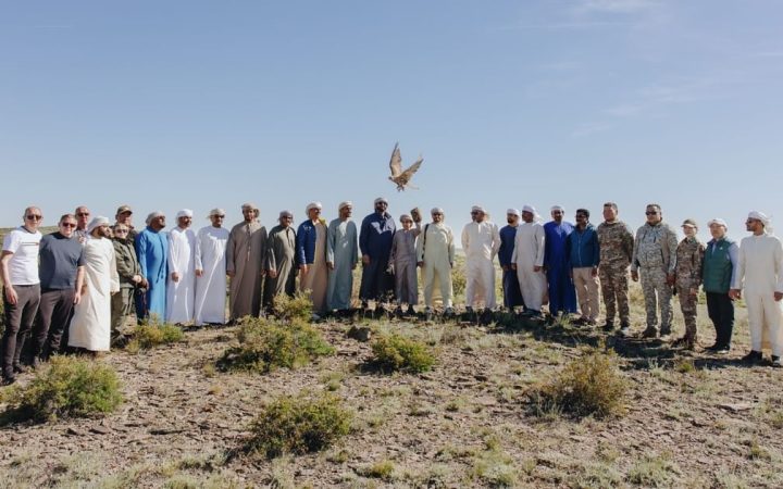 صقور