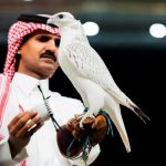 صقر كندي