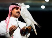 صقر كندي