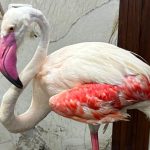 طائر فلامنجو