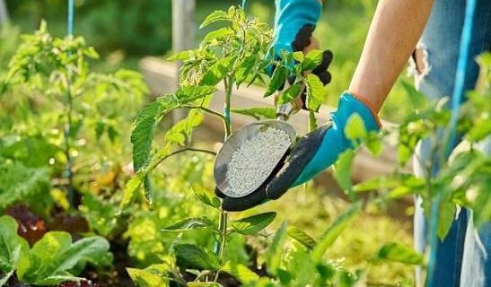 لجنة المخصبات الزراعية ترفض تسجيل 10 أسمدة لـ 4 شركات 