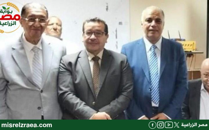 تقاوي البطاطس