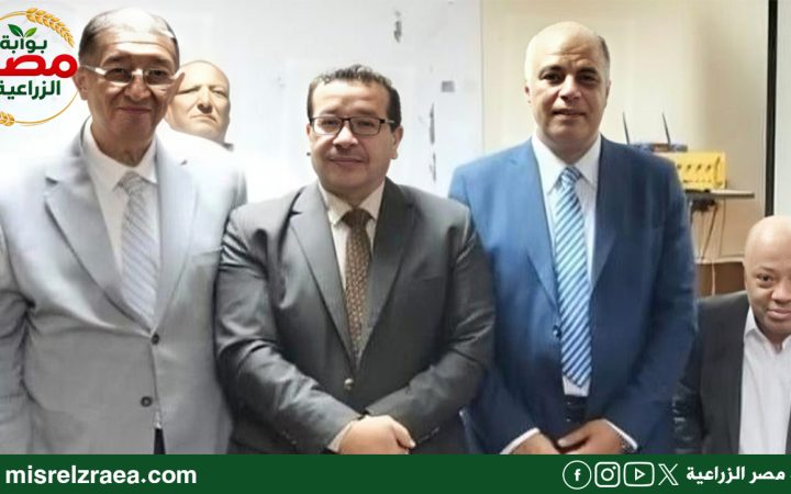 تقاوي البطاطس