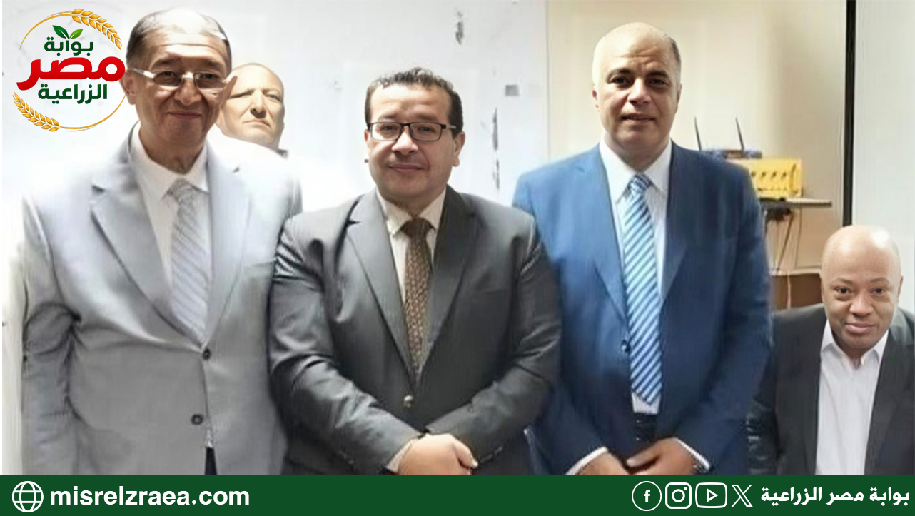 تقاوي البطاطس