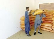 الأسمدة الصيفية