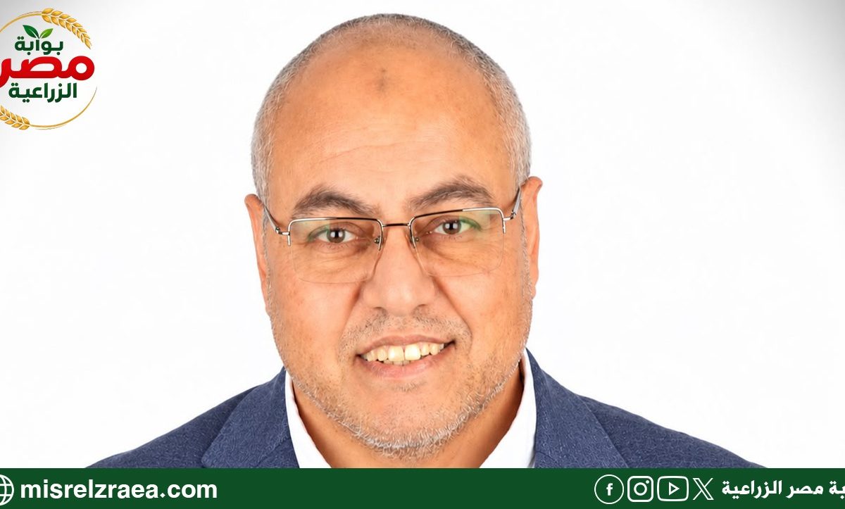 زيت الزيتون
