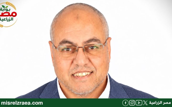 زيت الزيتون