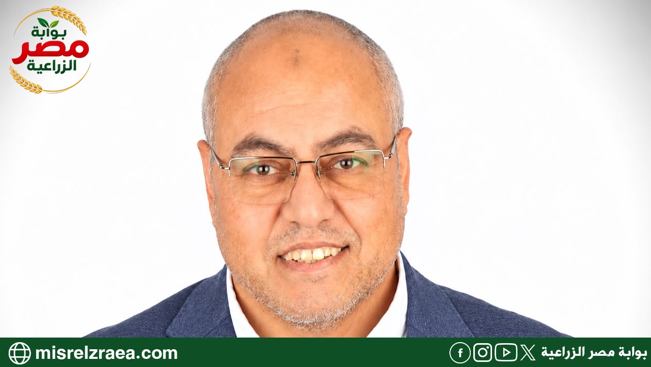 زيت الزيتون