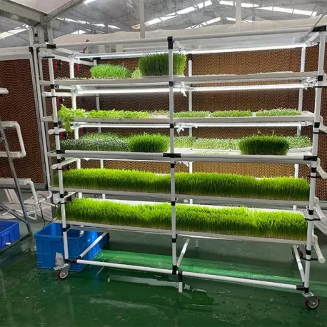 الزراعة العمودية للقمح