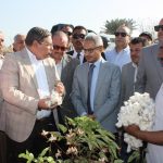 موسم جني القطن