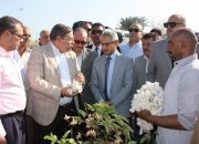 موسم جني القطن
