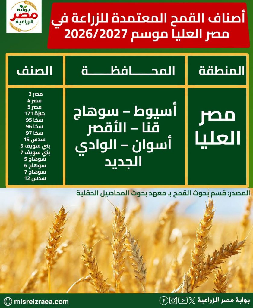 زراعة القمح بالسطارة.. 6 نصائح هامة 13 أصناف القمح المعتمدة في مصر العليا