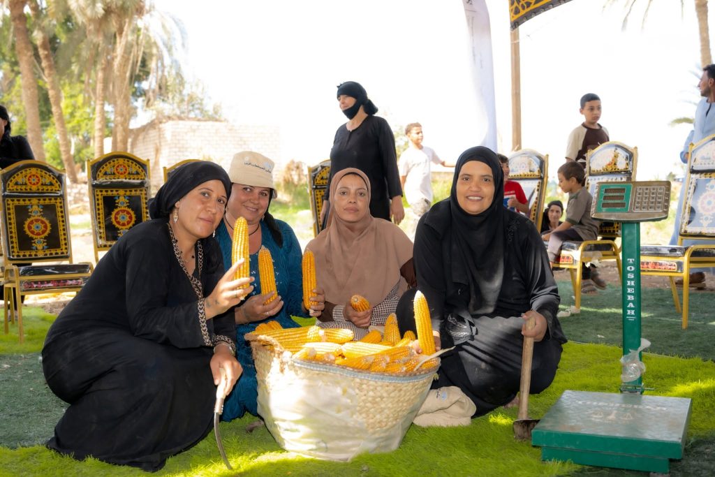 سيدات المنيا يحققن 20% زيادة في إنتاجية الذرة الشامية بدعم الفاو 12 سيدات المنيا