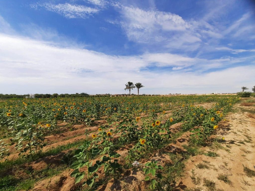 زراعة عباد الشمس
