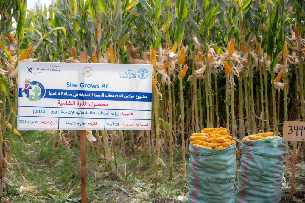 سيدات المنيا يحققن 20% زيادة في إنتاجية الذرة الشامية بدعم الفاو 14 سيدات المنيا