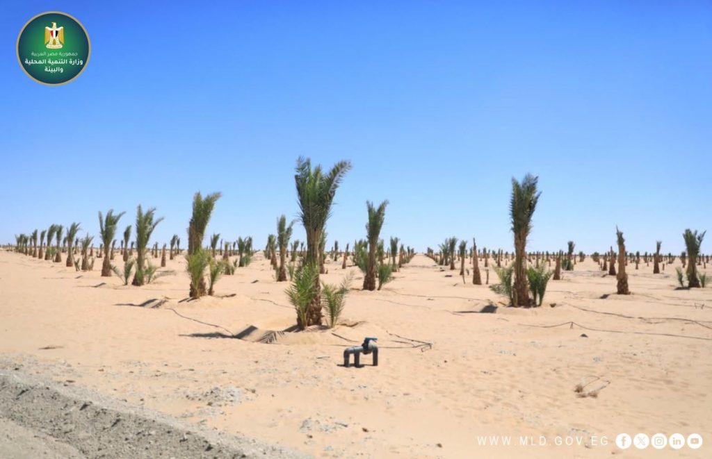 مجمع صناعات التمور بواحة الشوربجي بالوادي الجديد.. تفاصيل وضع حجر الأساس 12 مجمع صناعات التمور