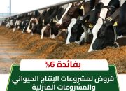 قروض مشروعات الإنتاج الحيواني