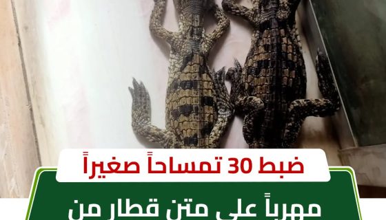 ضبط تماسيح