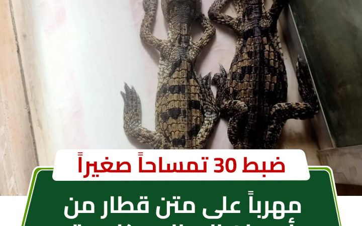 ضبط تماسيح