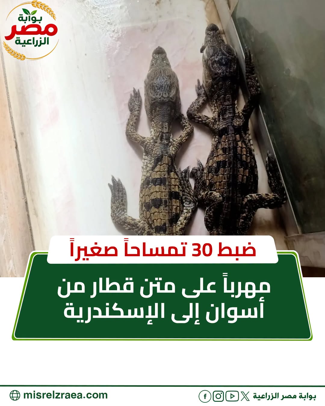 ضبط تماسيح