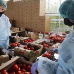 صادرات الصناعات الغذائية