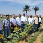 زراعة عباد الشمس
