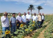 زراعة عباد الشمس
