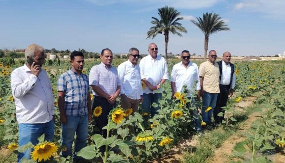 زراعة عباد الشمس